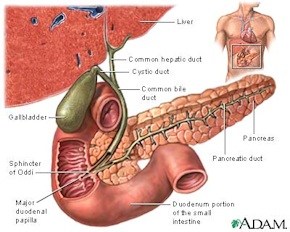 Gallbladder Diagram